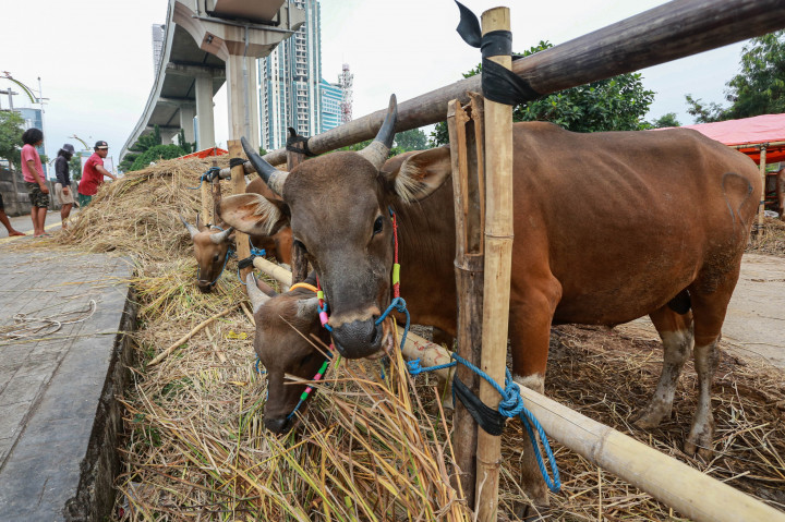 Penjual menawarkan berbagai sapi dengan bobot 210 kg - 530 kg. Harga yang ditawarkan pada berkisar Rp 18 juta hingga Rp 60 juta, tergantung pada berat masing-masing sapi.