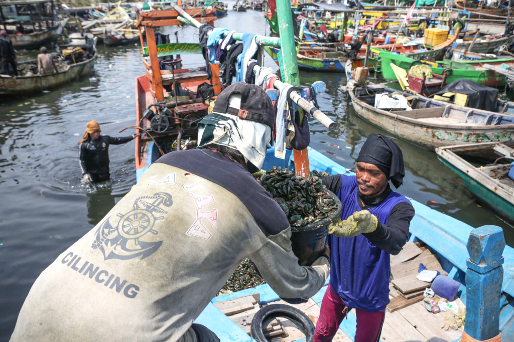 Kawasan Cilincing di Jakarta Utara merupakan salah satu sentra dan pemasok utama kerang hijau di ibu kota. 
