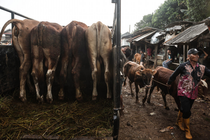 Aktivitas perdagangan rutin digelar setiap Senin dengan dominasi kambing, serta Kamis yang didominasi sapi, kerbau, dan kambing.