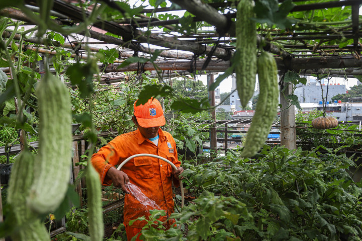 Dikelola petugas PPSU dan PKK, inisiatif ini berhasil memanen berbagai macam tanaman, seperti padi, pokcoy, kangkung, dan buah-buahan untuk mendukung ketahanan pangan mandiri.