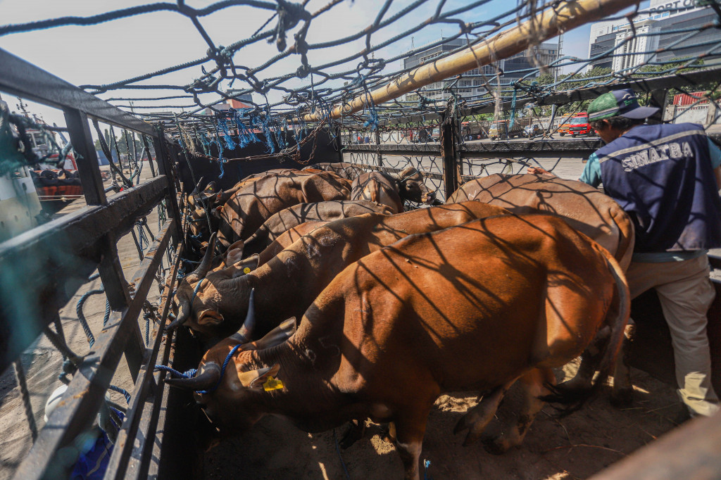 Sebanyak 275 ekor sapi yang berasal dari daerah pemasok utama Kupang, NTT akan disalurkan ke Bekasi, Jawa Barat untuk memenuhi permintaan hewan kurban menjelang Iduladha. 
