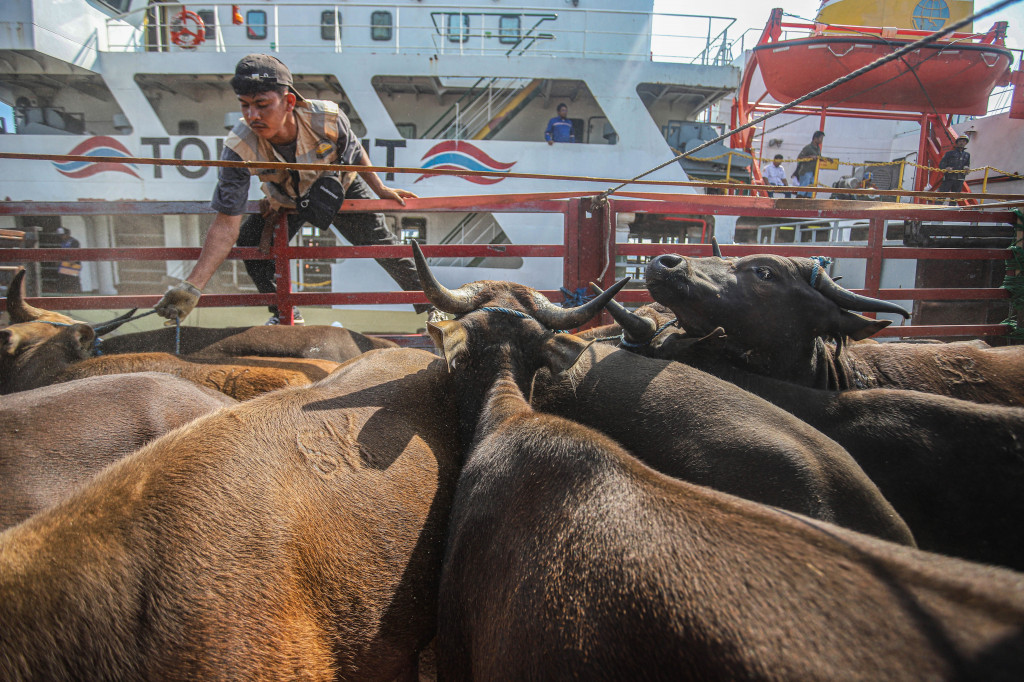 Aktivitas bongkar muat sapi siap kurban diturunkan dari geladak KM Camara Nusantara 1 di Pelabuhan Tanjung Priok, Jakarta, Kamis, 21 Mei 2026. 
