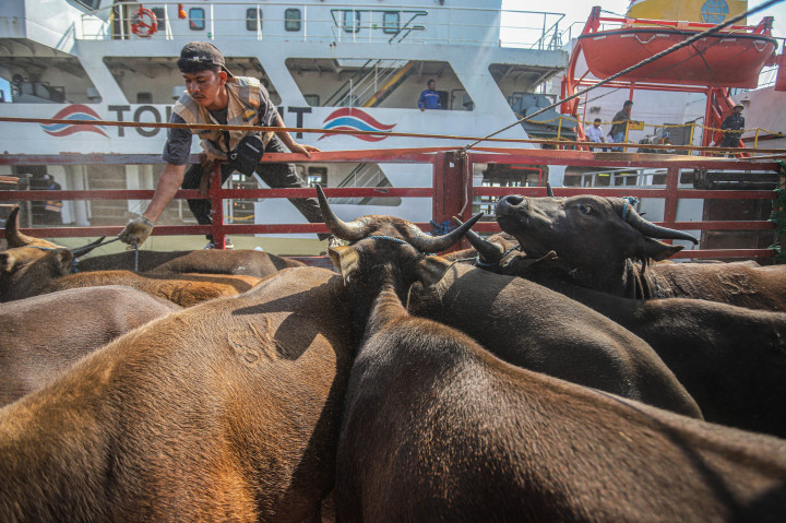 Aktivitas bongkar muat sapi siap kurban diturunkan dari geladak KM Camara Nusantara 1 di Pelabuhan Tanjung Priok, Jakarta, Kamis, 21 Mei 2026. 