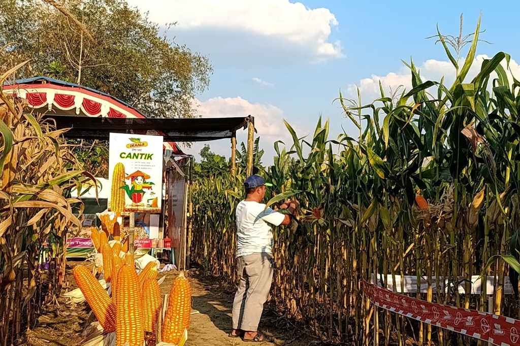 Wakil Menteri Koordinator Bidang Pangan, Hanif Faisol Nurofiq, mengatakan peningkatan produktivitas menjadi kunci untuk mencapai target swasembada pangan nasional di tengah keterbatasan lahan dan tantangan perubahan iklim.