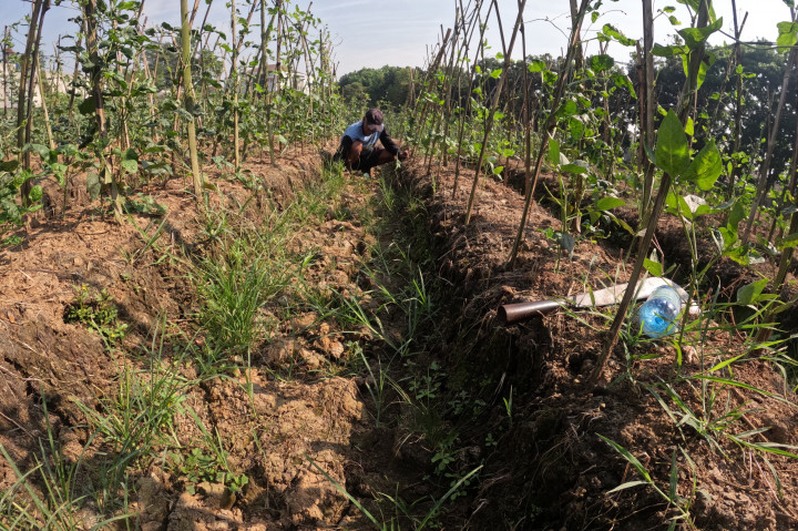 Untuk mengairi lahan, petani harus membuat sumur bor dengan biaya sekitar Rp3 juta untuk kedalaman sekitar tujuh meter, namun tingginya biaya tersebut menjadi kendala bagi sebagian besar petani. 