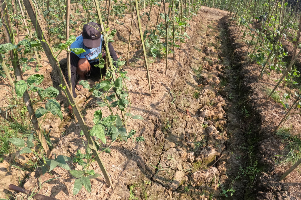 Berdasarkan data Dinas Pertanian dan Ketahanan Pangan (DPKP) Kabupaten Tangerang, hingga pertengahan Juli 2026 sedikitnya 1.139 hektare lahan sawah di 15 kecamatan terdampak kekeringan, dengan tingkat kerusakan mulai dari ringan hingga berat, sehingga meningkatkan risiko penurunan produksi dan gagal panen pada musim tanam tahun ini.