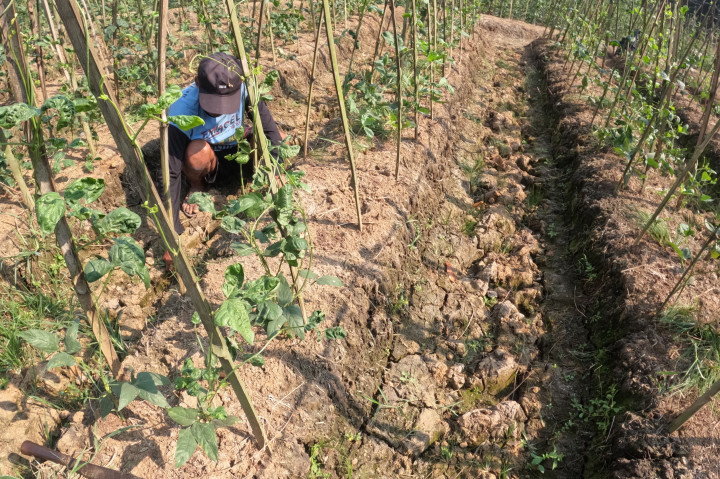 Berdasarkan data Dinas Pertanian dan Ketahanan Pangan (DPKP) Kabupaten Tangerang, hingga pertengahan Juli 2026 sedikitnya 1.139 hektare lahan sawah di 15 kecamatan terdampak kekeringan, dengan tingkat kerusakan mulai dari ringan hingga berat, sehingga meningkatkan risiko penurunan produksi dan gagal panen pada musim tanam tahun ini.