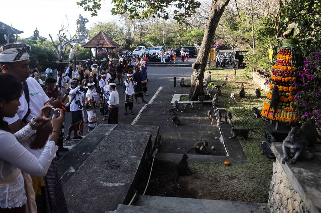 Persembahan sebanyak dua Gebogan buah berukuran besar bagi para wanara yang menghuni kawasan Uluwatu.