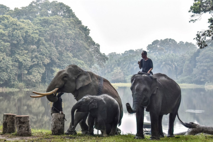 Sejumlah gajah Sumatera bermain di tengah kabut asap akibat kebakaran hutan dan lahan di Taman Wisata Alam Buluh Cina, Kampar, Riau, Kamis, 17 September 2026.
