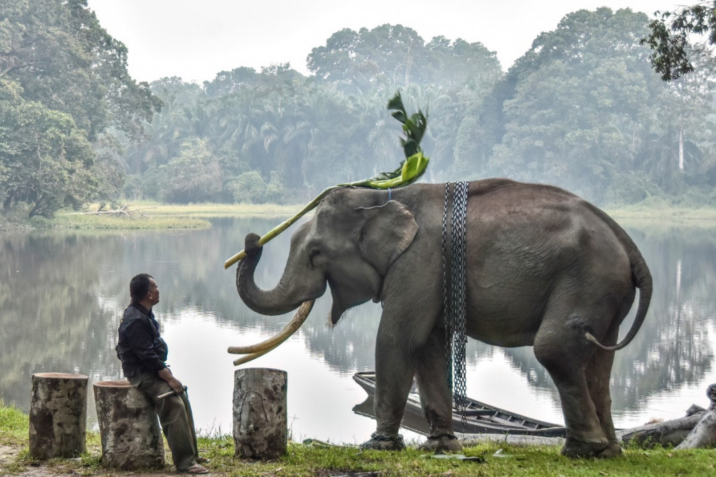 Kebakaran yang melanda habitat gajah Sumatera turut memperburuk ancaman terhadap keberlangsungan populasi satwa tersebut di alam.