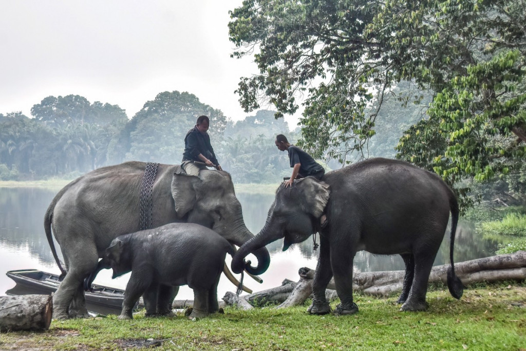 Kebakaran hutan dan lahan melanda ratusan hektare habitat gajah Sumatera di Pulau Sumatera. 