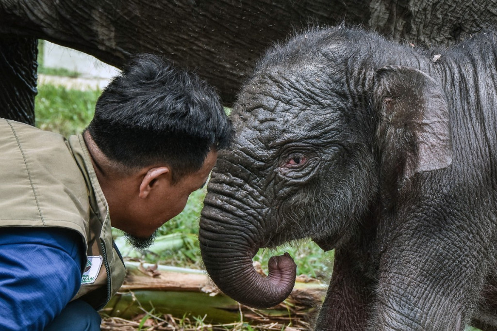 Anak gajah tersebut menjalani pemeriksaan dan pengukuran bersama induknya di Kamp EFS.