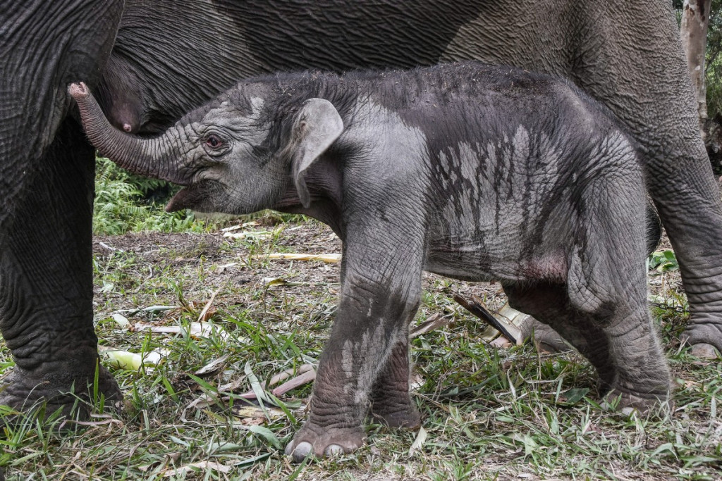 Kelahiran anak gajah Sumatra menjadi bagian dari upaya pelestarian populasi satwa yang dilindungi tersebut.
