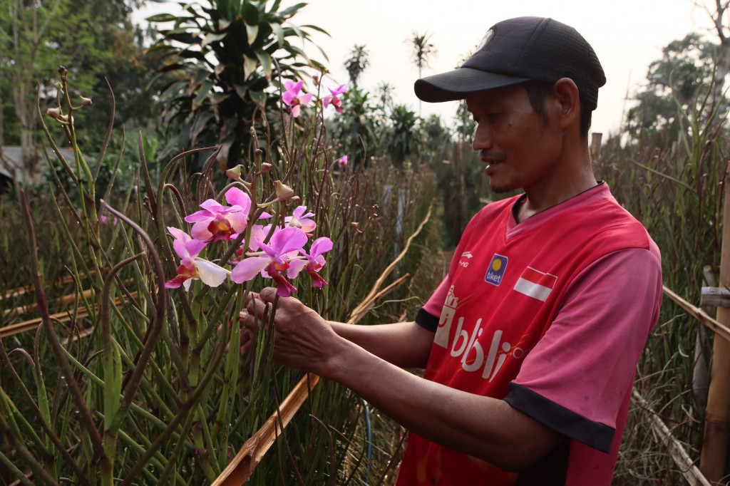 Anggrek Vanda Douglas umumnya dipanen setiap minggu. Namun, saat musim kemarau, panen dilakukan sekitar sebulan sekali.