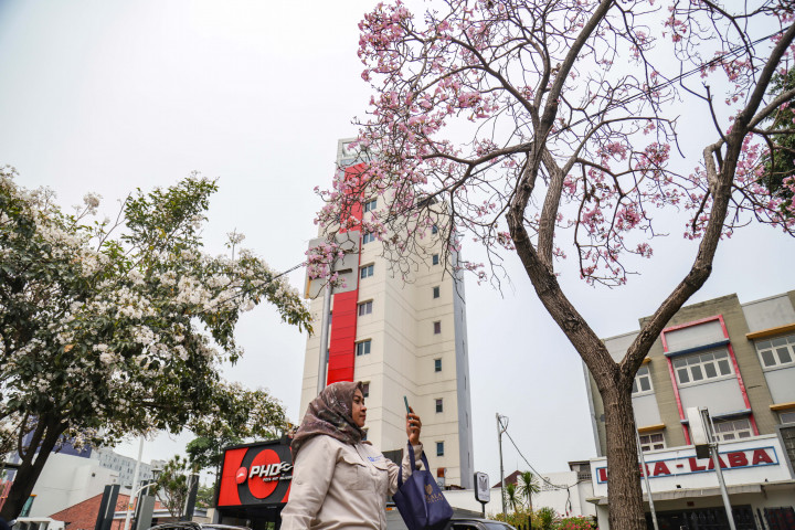 Mekarnya bunga berwarna cerah tersebut memperindah suasana jalanan ibu kota dan menarik perhatian warga yang melintas. 