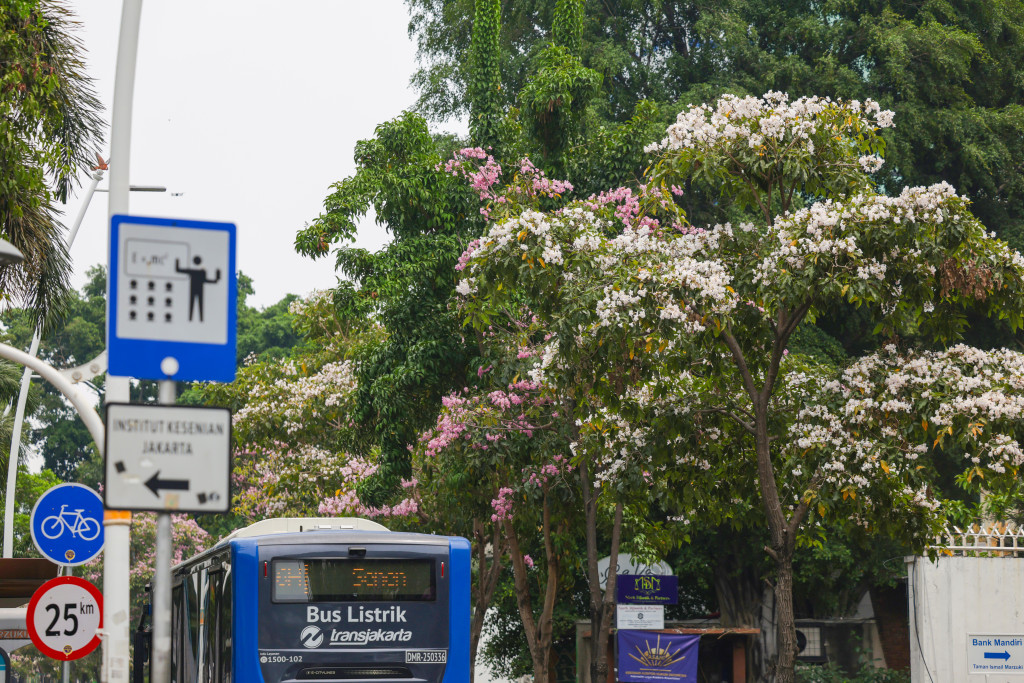 Keindahan bunga tabebuya bermekaran di sepanjang Jalan Cikini, Jakarta Pusat, Rabu, 14 Oktober 2026. 