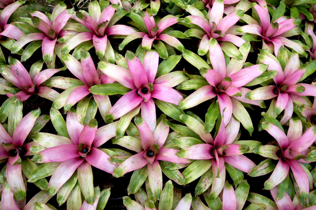 Bromelia dijual dengan harga sekitar Rp20 ribu per tanaman.