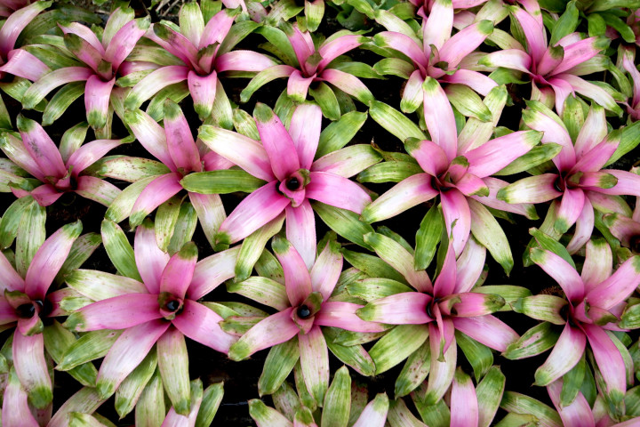 Bromelia dijual dengan harga sekitar Rp20 ribu per tanaman.