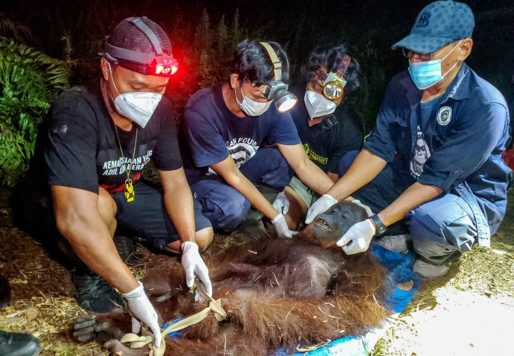 Petugas Balai Konservasi Sumber Daya Alam (BKSDA) dan Orangutan Foundation International (OFI) memeriksa seekor orangutan setelah dievakuasi dari lokasi kebakaran hutan dan lahan di kawasan Baamang, Kabupaten Kotawaringin Timur, Kalimantan Tengah, pada 14 Oktober 2026.