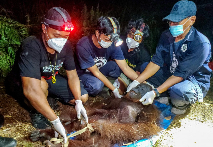 Petugas Balai Konservasi Sumber Daya Alam (BKSDA) dan Orangutan Foundation International (OFI) memeriksa seekor orangutan setelah dievakuasi dari lokasi kebakaran hutan dan lahan di kawasan Baamang, Kabupaten Kotawaringin Timur, Kalimantan Tengah, pada 14 Oktober 2026.