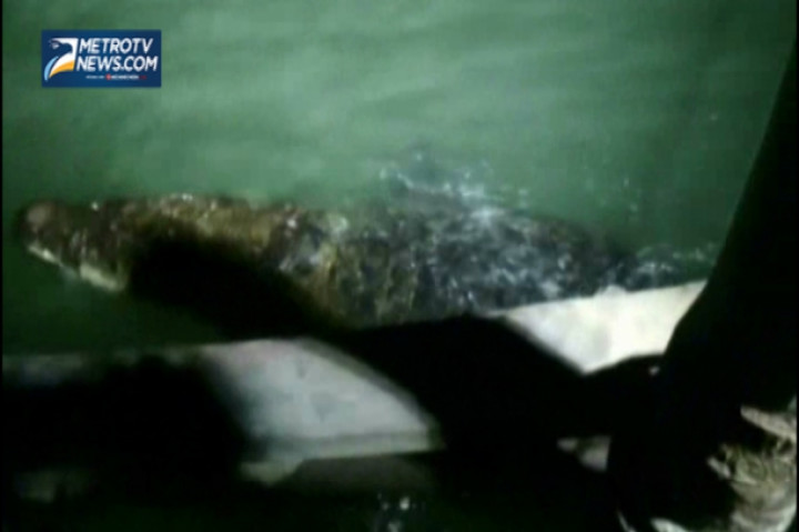 Buaya Besar Muncul, Seorang Warga Kesurupan