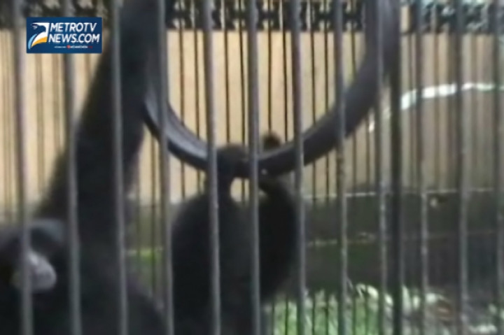 Nasib Satwa KBS di Taman Satwa Banyuwangi