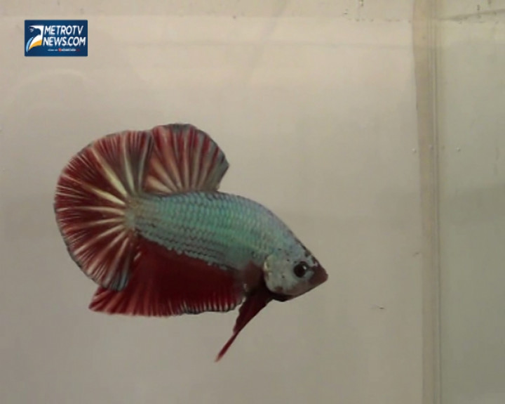 Kontes Ikan Cupang Tingkat Nasional