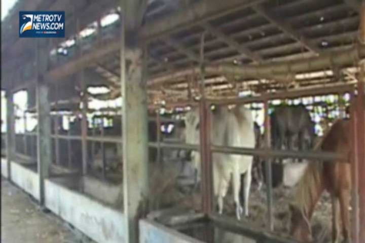 Warga Sumba Membuat Bahan Bakar Gas dari Kotoran Ternak