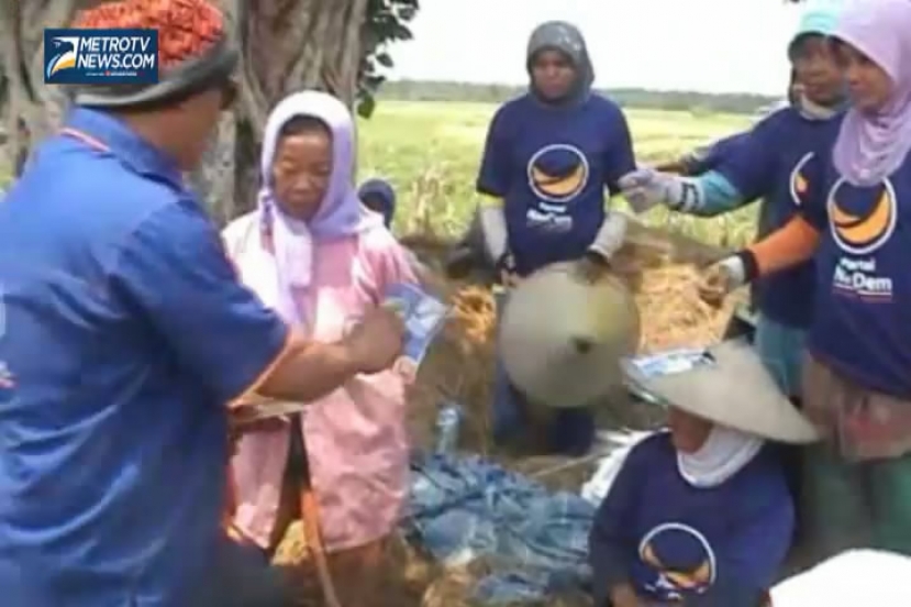 Caleg Petani Partai NasDem Berkampanye Keliling Sawah