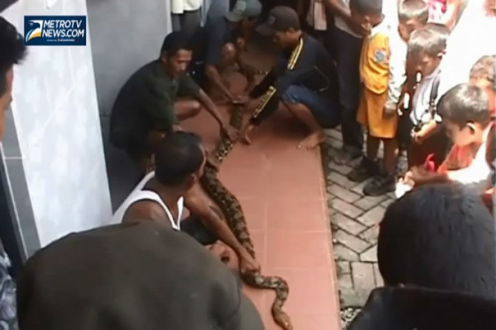 Heboh, Warga Tangkap Ular Sanca Sepanjang 3 Meter