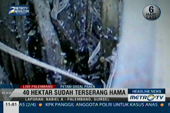 Hama Wereng Serang Tanaman Padi 