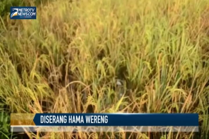 Ratusan Hektare Padi Diserang Hama Wereng