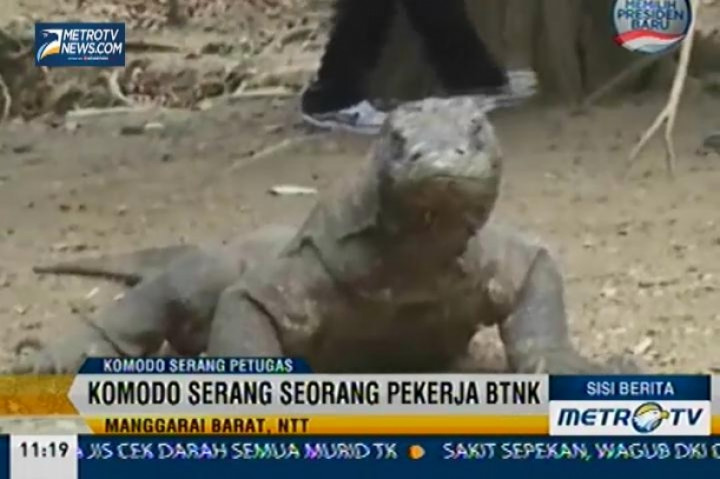 Sisi Berita: Komodo Serang Seorang Pekerja BTNK