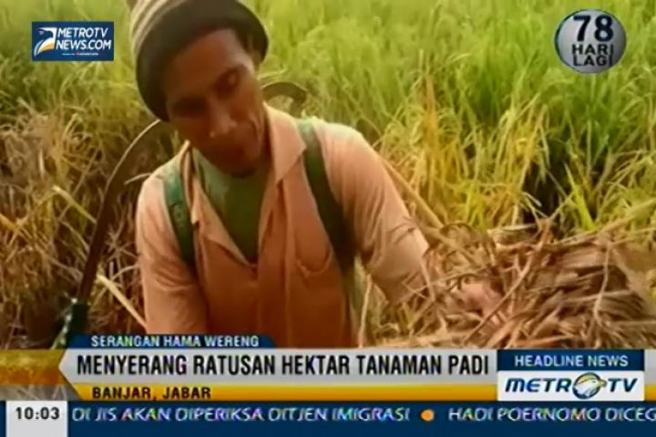 Hama Wereng Serang Ratusan Hektar Padi