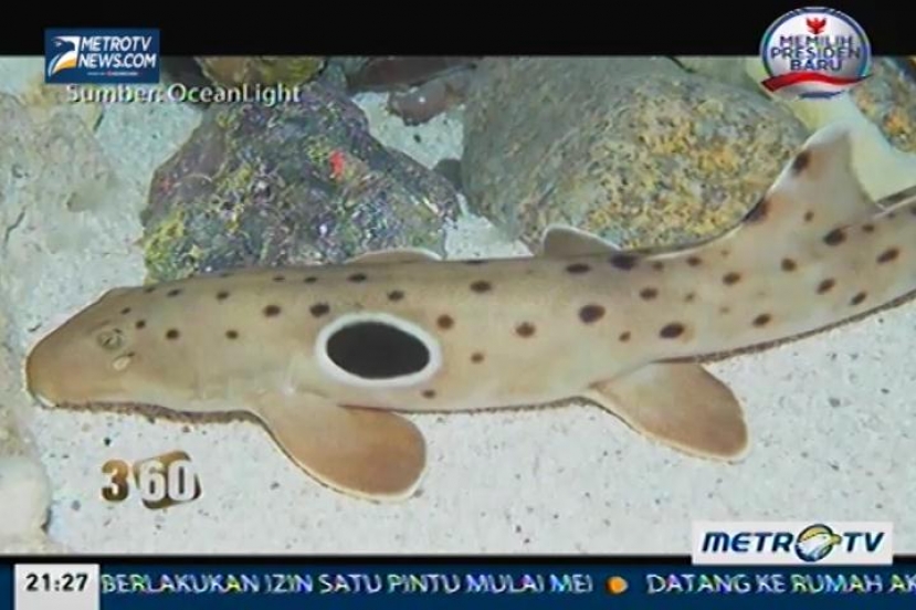 Hiu Berjalan, Harta Karun Indonesia Yang Terancam Punah