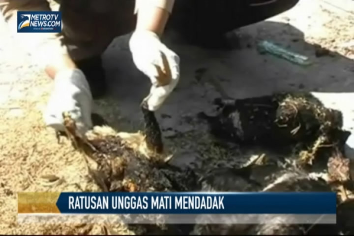 Positif Flu Burung, Ratusan Unggas Mati Mendadak