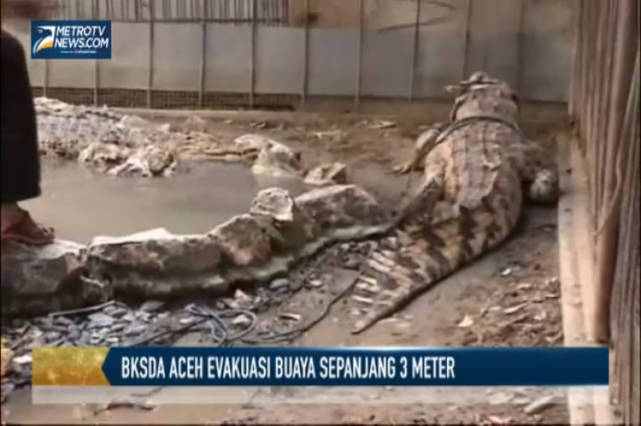 BKSDA Aceh Evakuasi Buaya dari Bekas Kebun Binatang