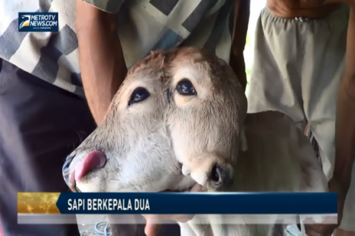 Sapi Berkepala Dua Gegerkan Warga