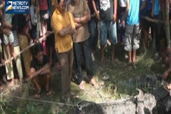 Buaya Pemangsa  Ditangkap Nelayan