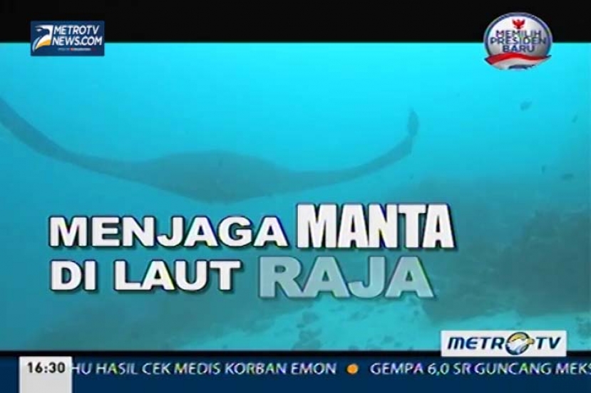 Menjaga Manta di Laut Raja (1)