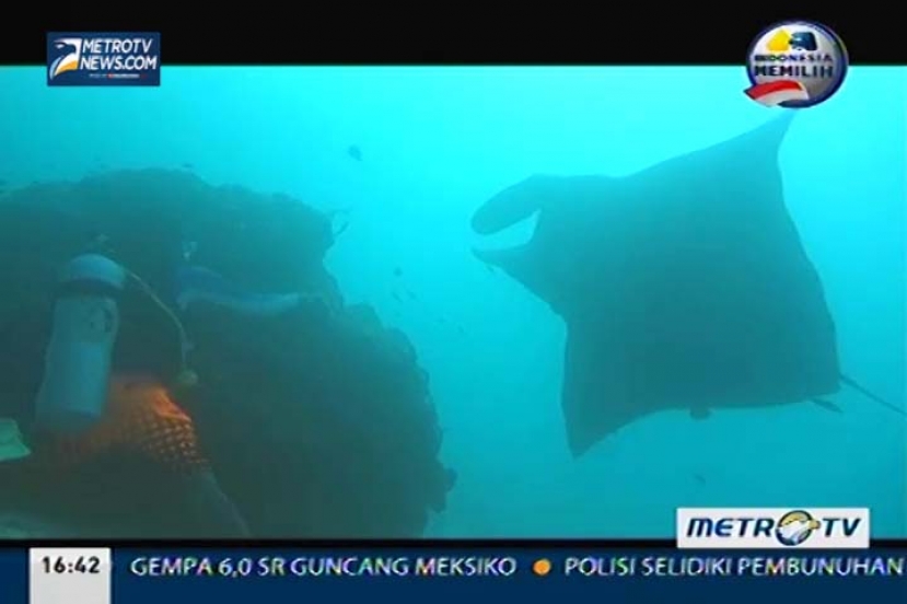 Menjaga Manta di Laut Raja (2)