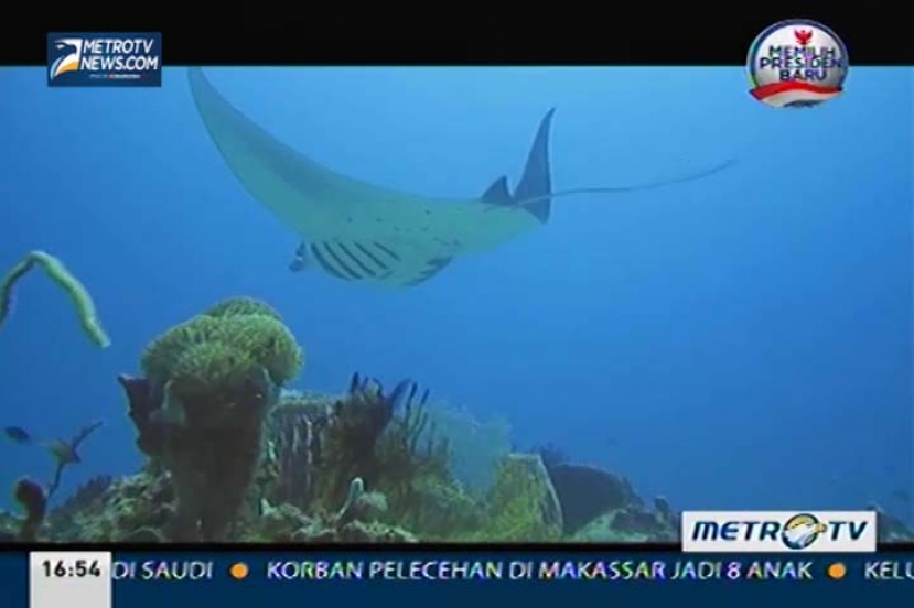 Menjaga Manta di Laut Raja (3)