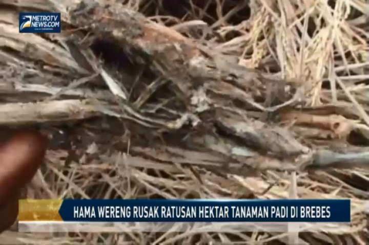 Hama Wereng Rusak Ratusan Hektar Tanaman Padi di Brebes