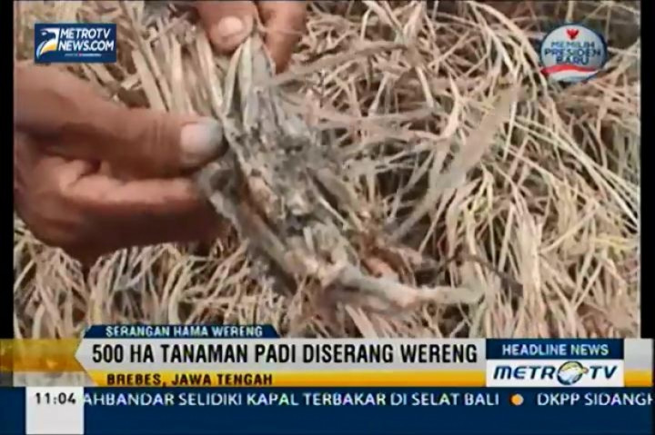 Ratusan Hektar Tanaman Padi Diserang Hama Wereng
