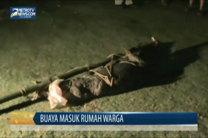 Buaya Masuk Rumah Warga