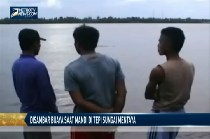 Buaya Sambar Warga Saat Mandi di Tepi Sungai Mentaya