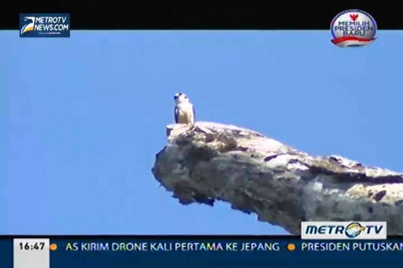Si Burung Garuda di Hutan Kondang (2)