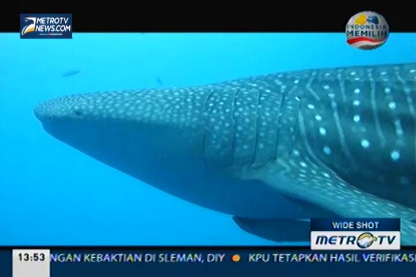 Gurano Bintang, Hantu Laut Pembawa Rezeki (3)