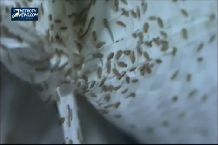 Kutu Beras Serang Raskin di Gudang Bulog