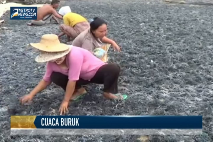 Cuaca Buruk, Petani Rumput Laut di Sumenep Merugi